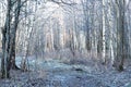 November morning landscape with frozen forest covered with rime. Gentle lighting of the rising sun, The onset of winter Royalty Free Stock Photo