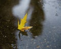 November rain. Small puddle with maple leaf