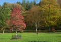 Deer sculptures set in amongst the woodland grounds Royalty Free Stock Photo