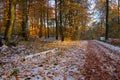 November snow in the woods