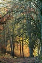November Sunset Forest Royalty Free Stock Photo