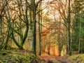 November Sunset Forest Royalty Free Stock Photo