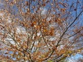 November Tree Will Soon be Bare
