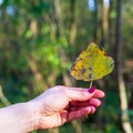 Hand holding an autumn leaf of a tree Royalty Free Stock Photo