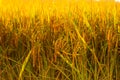 November, yellow rice fields await harvest in Southeast Asia