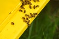 BEES FLYING BACK IN HIVE Royalty Free Stock Photo