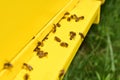 BEES FLYING BACK IN HIVE Royalty Free Stock Photo