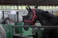 Novi Sad, Serbia, 20.05.2018 Fair, black horse in the stable, barn Royalty Free Stock Photo