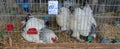 Novi Sad, Serbia, 20.05.2018 Fair, chickens in a cage Royalty Free Stock Photo