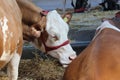 Novi Sad, Serbia, 20.05.2018 Fair, cow licking Royalty Free Stock Photo