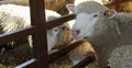 Novi Sad, Serbia, 20.05.2018 Fair, sheep in barn