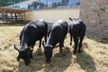 Novi Sad, Serbia, 20.05.2018 Fair, three black Cows