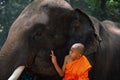 Novices and elephants in the forest. The little monk was sitting with an elephant with white ivory