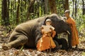 Novices or monks hug elephants. Novice Thai standing and big elephant with forest background. Monk reading a book. Tha Tum Royalty Free Stock Photo