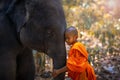 Novices or monks hug elephants. Novice Thai standing and big elephant with forest background. , Tha Tum District, Surin, Thailand Royalty Free Stock Photo