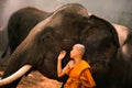 Novices or monks hug elephants. Novice Thai standing and big elephant with forest background. , Tha Tum District, Surin, Thailand Royalty Free Stock Photo