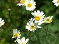 Novigrad, Croatia,butterfly, daisies, field, beautiful ,seafront, town,rich, history