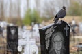 a jackdaw sits on a gravestone in a cemetery