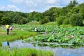 Novogordeevka. Anuchinsky district, Primorsky Krai, Russia, July, 28, 2018. People walking near small lake with Komarov lotus, or