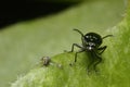 Black beetle facing camera near the border of green leaf