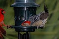 The Belly Flop - Red-bellied Woodpecker startles the Northern Cardinal Royalty Free Stock Photo