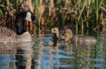 Now listen up Mother Goose instructs goslings at the lake Edmonton alberta Royalty Free Stock Photo