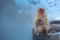 Now monkey Macaque Onsen