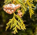 Now squall covered scale leaf evergreen conifer cones