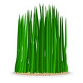 Nowruz holiday grass semeni on plate