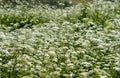 Noxious plants Royalty Free Stock Photo