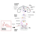 Noxious stimulus to cerebral cortex diagram