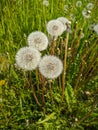 Noyabrsk, Russia - May 30, 2020: Dandelions on a green field. Vertical