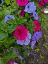 Noyabrsk, Russia - May 30, 2020: Pink, purple Petunia flowers in leaves of green grass. Vertical