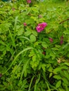 Noyabrsk, Russia - May 30, 2020: Pink rosehip flowers in the green grass after the rain. Vertical