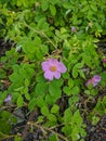 Noyabrsk, Russia - May 30, 2020: Pink rosehip flowers in the green grass. Vertical