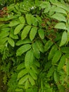 Noyabrsk, Russia - May 30, 2020: Rowan branches with green leaves. Vertical