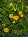 Noyabrsk, Russia - May 30, 2020: Yellow dandelions grow in the green grass. Vertical