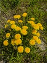 Noyabrsk, Russia - May 30, 2020: Yellow dandelions grow in the green grass. Vertical