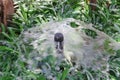 Nozzle automatic watering system on the green grass, close up image