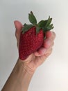 Large ripe strawberries in hand on palm Royalty Free Stock Photo