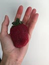 Large ripe strawberries in hand on palm Royalty Free Stock Photo