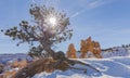 Sun star and Tree - while hiking in the snowy winter - Bryce Canyon National Park