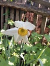 Narcis flower in the garden