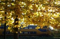 dutch train autumn leaves