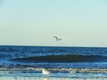 seagulls in a calm blue sea landscape