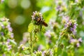 Nsect large hornet on field flower