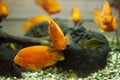 Goldfish swims in a huge aquarium