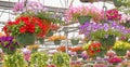 nside view of garden center greenhouse with hanging flower pots and Spring flowers