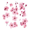 NSpring sakura cherry blooming flowers, pink petals and branches set. Royalty Free Stock Photo