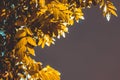 Summer leaves and night sky